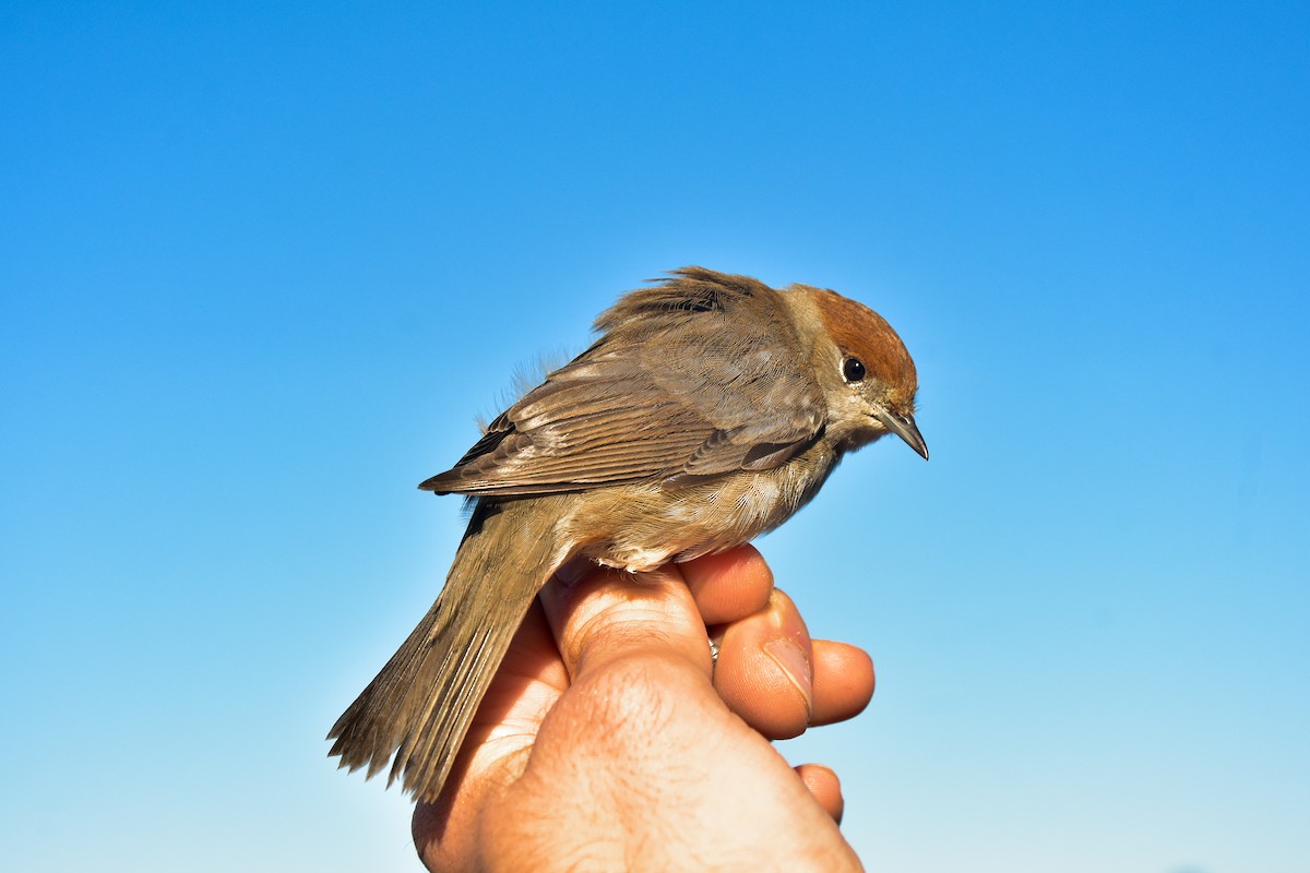 Eurasian Blackcap - ML646980333