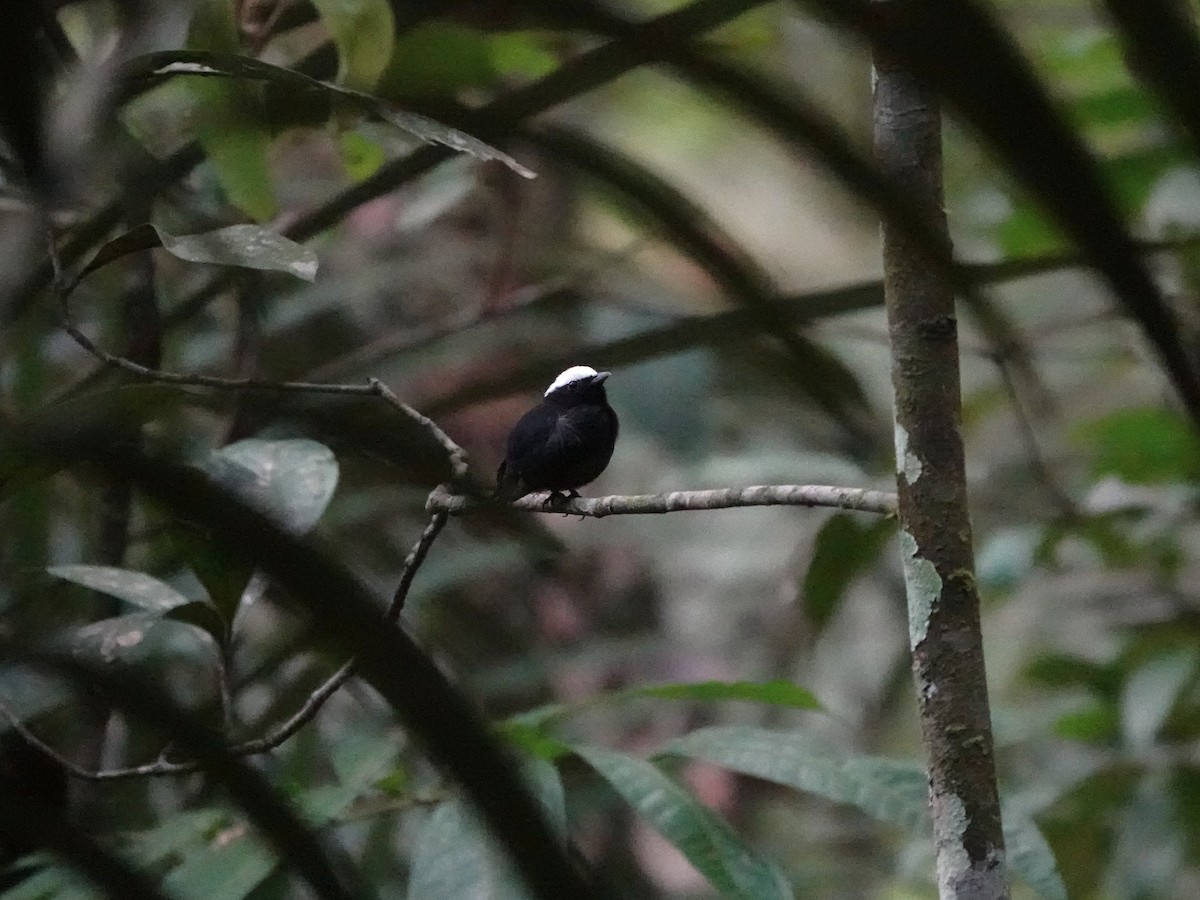 Салтарин білоголовий (підвид pipra) - ML646980334