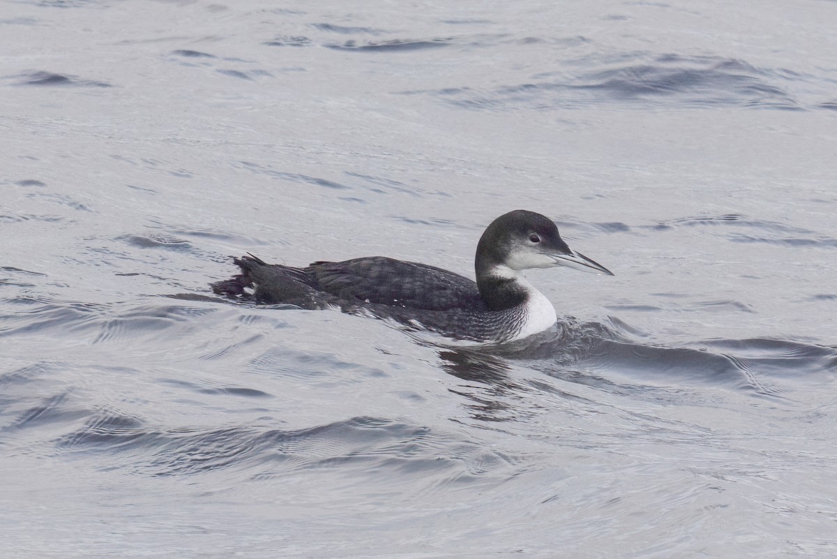 Common Loon - ML646980335