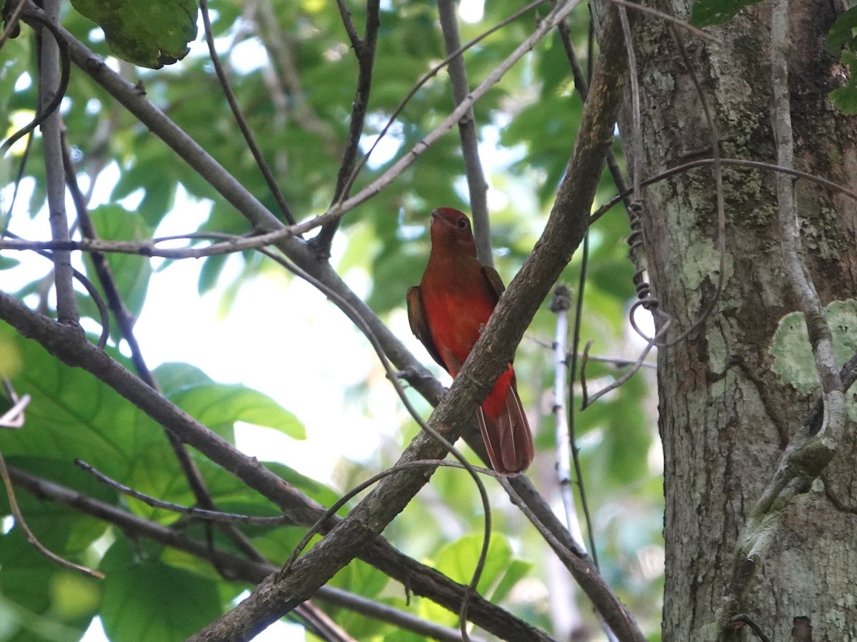 Кармінник східний - ML646980336