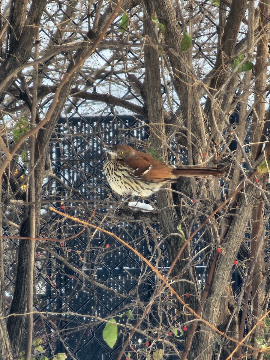 Cuitlacoche Rojizo - ML646980343