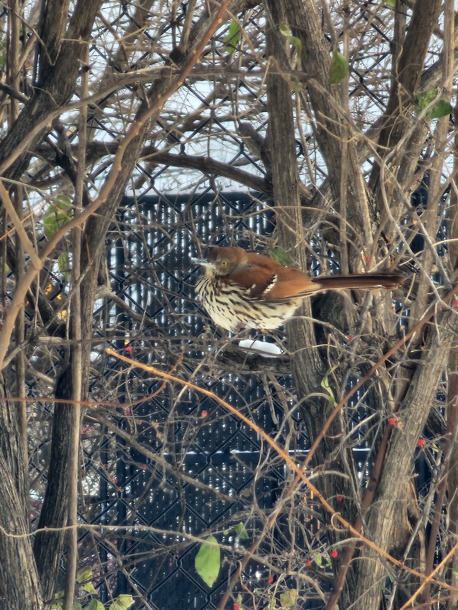 Cuitlacoche Rojizo - ML646980366