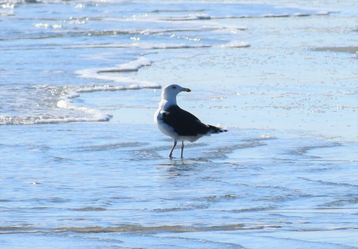 Great Black-backed Gull - ML646980367