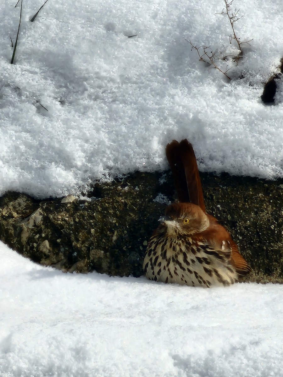 Cuitlacoche Rojizo - ML646980368