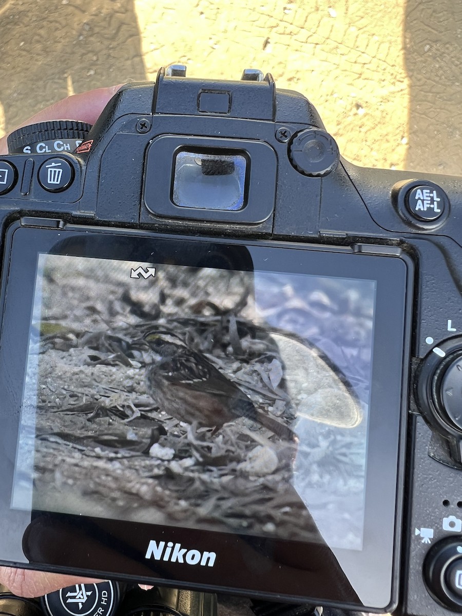 Бруант білогорлий - ML646980370