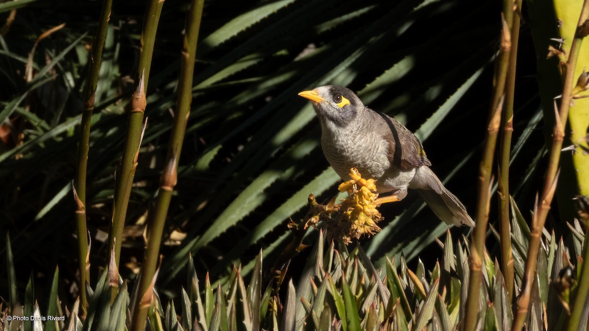 Noisy Miner - ML646980380