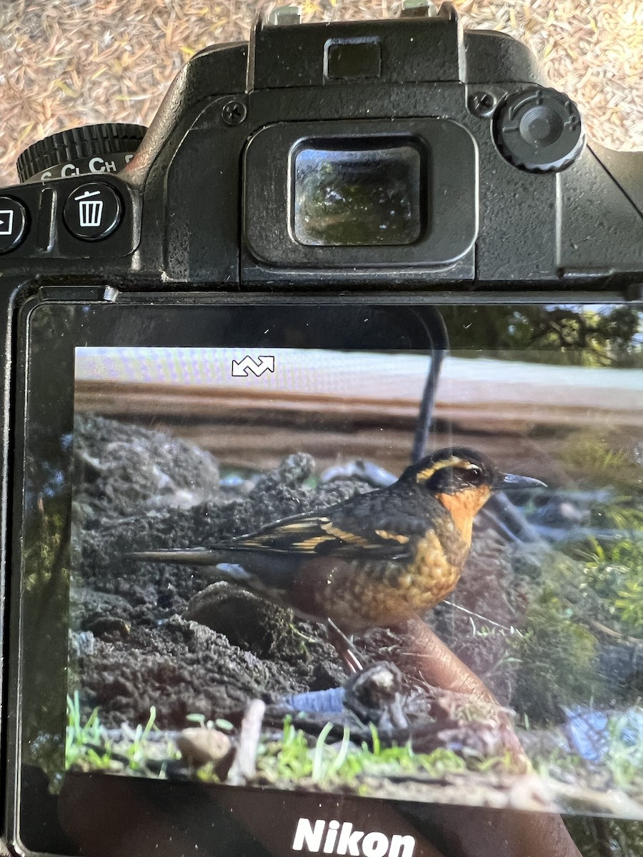 Квічаль рудобровий - ML646980381