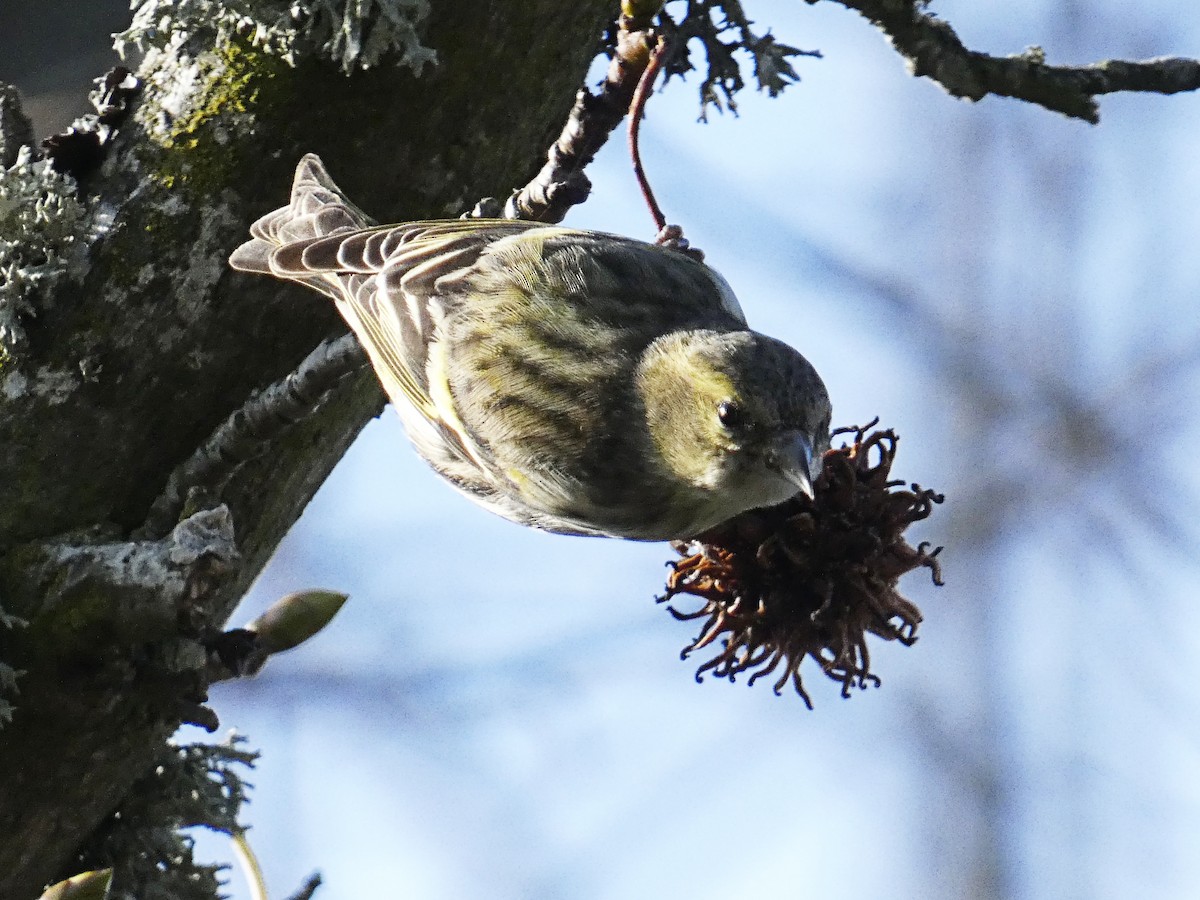 Eurasian Siskin - ML646980383