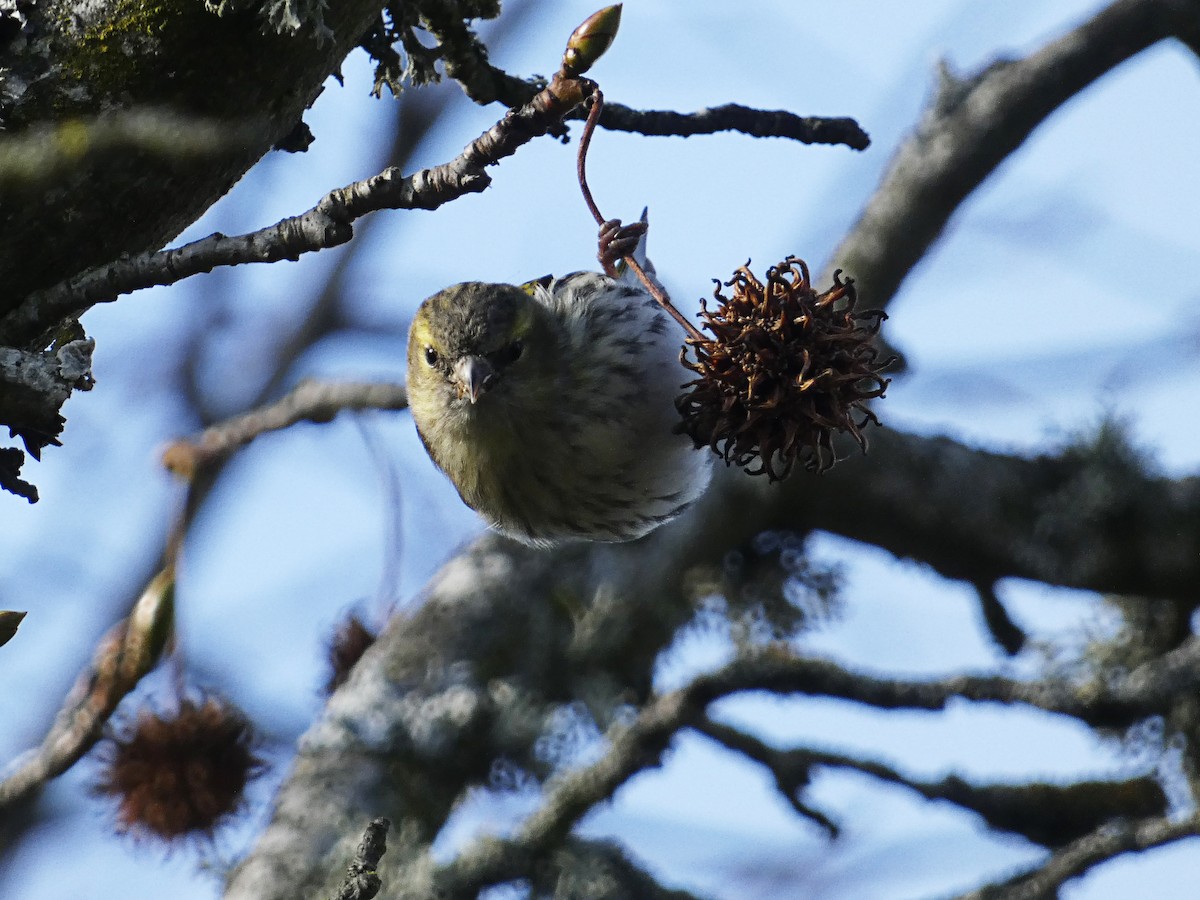 Eurasian Siskin - ML646980384