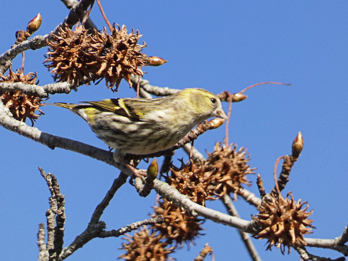 Eurasian Siskin - ML646980385