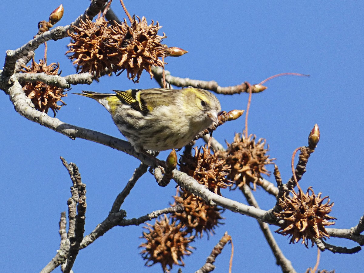 Eurasian Siskin - ML646980386