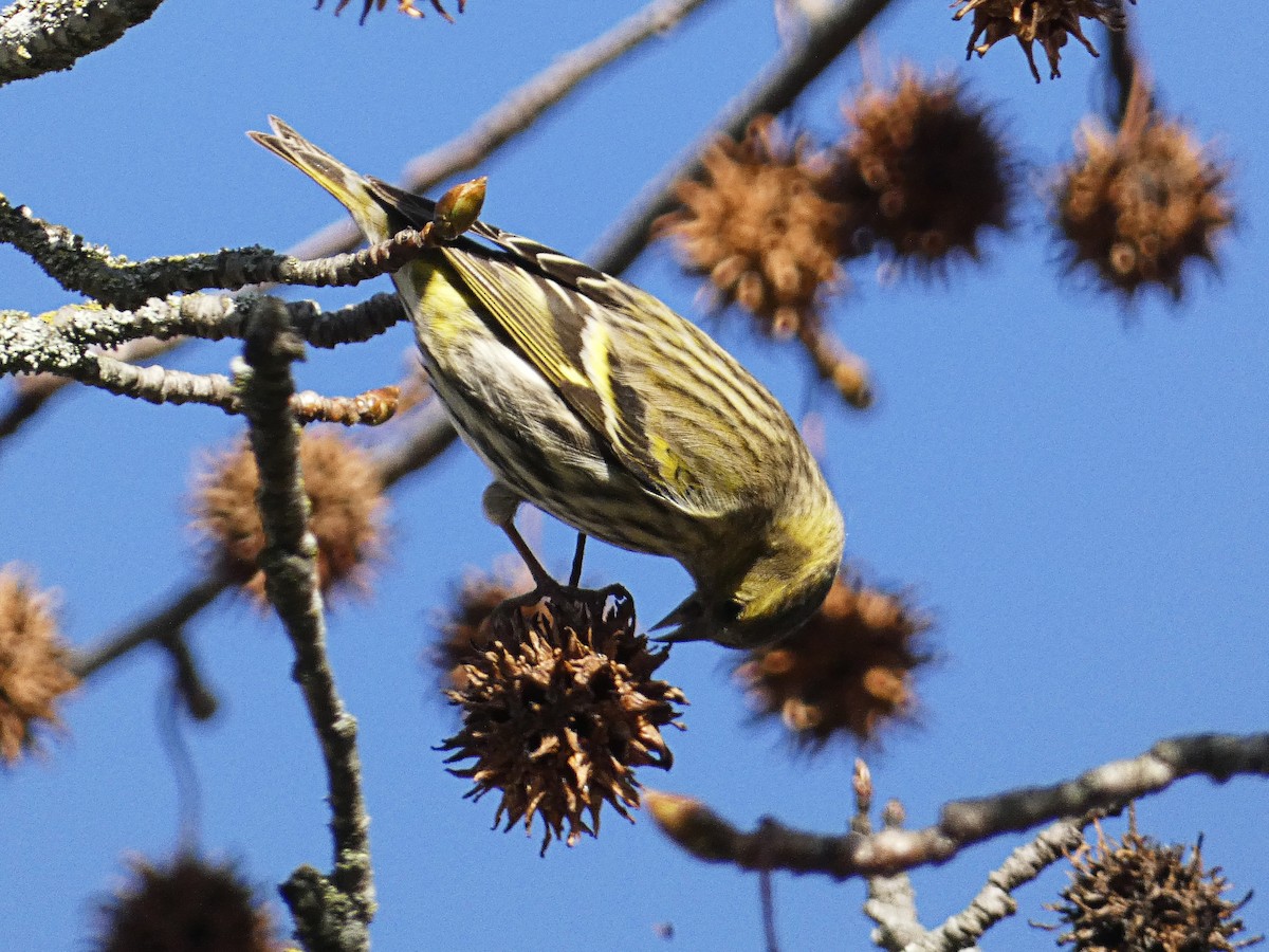Eurasian Siskin - ML646980387