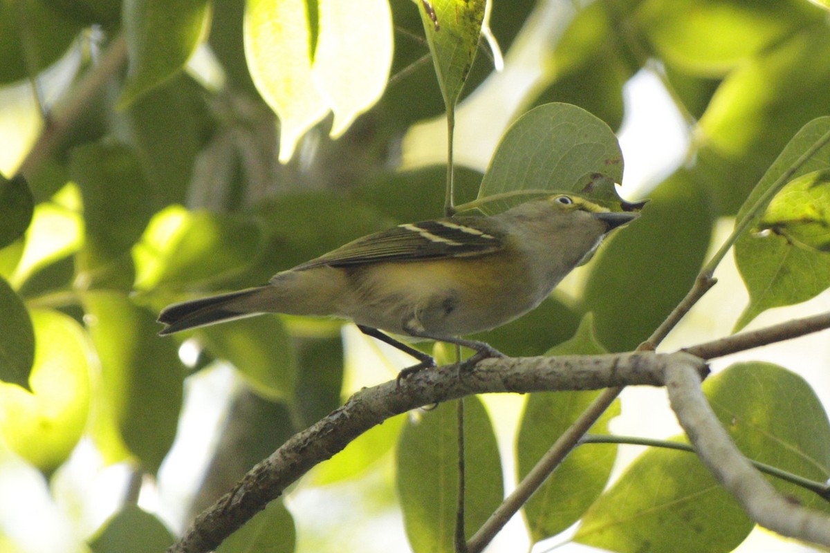 White-eyed Vireo - ML646980389