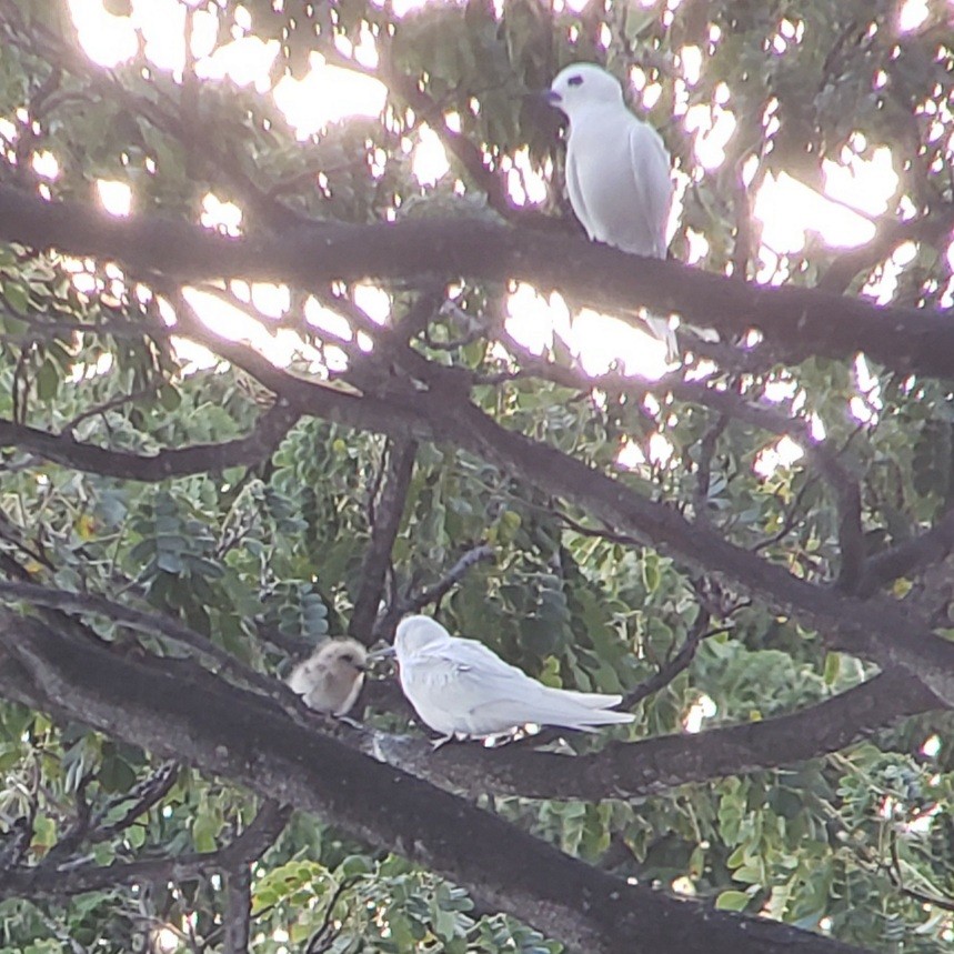 Gygis du Pacifique - ML646980393