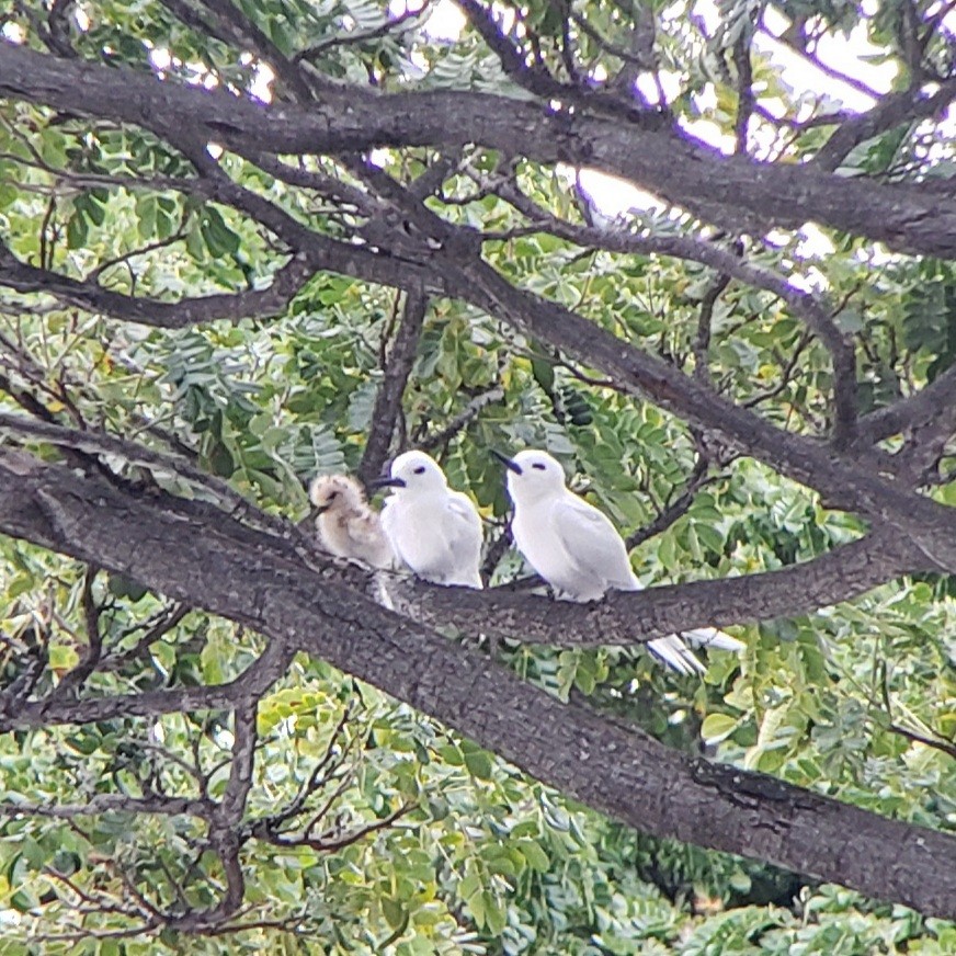 Gygis du Pacifique - ML646980394