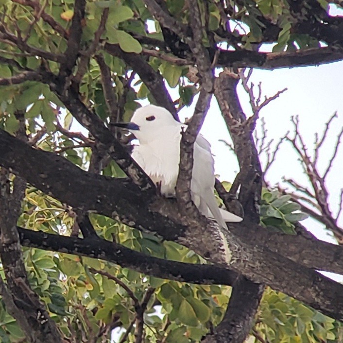 Gygis du Pacifique - ML646980395