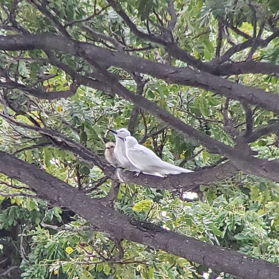 Gygis du Pacifique - ML646980396