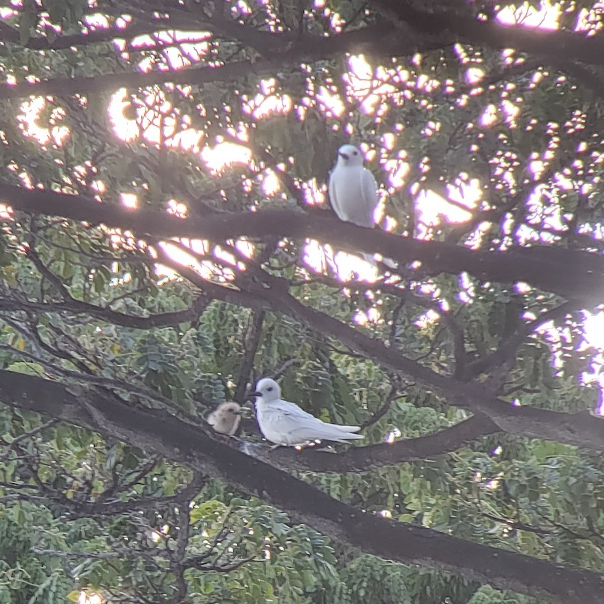 Gygis du Pacifique - ML646980397