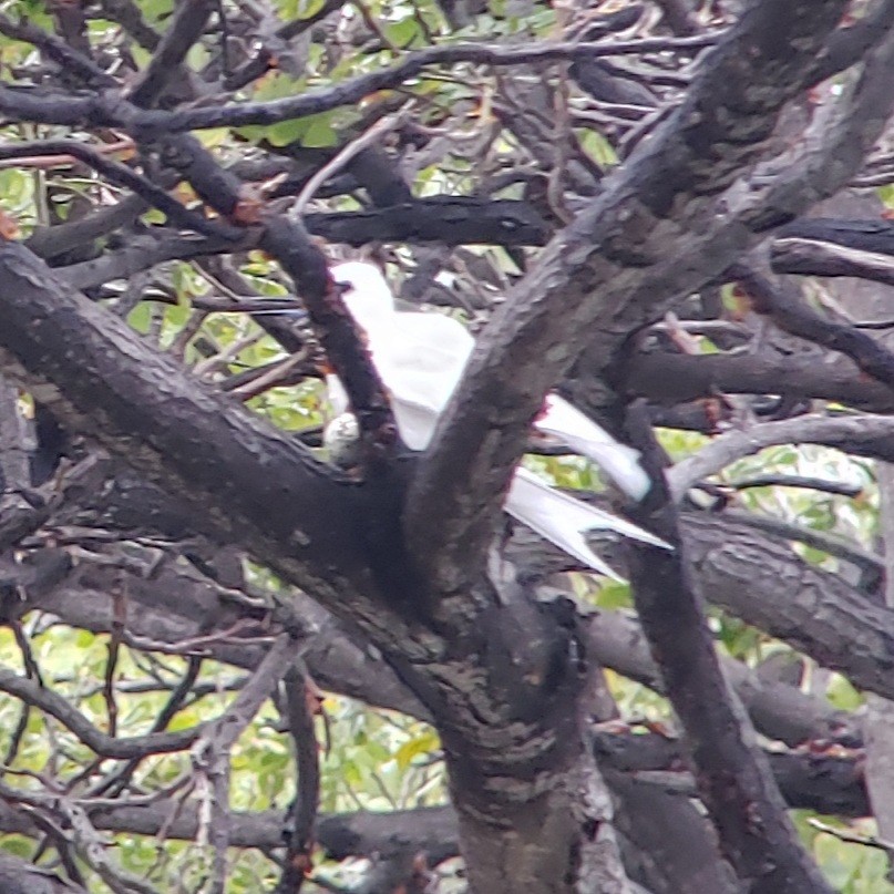 Gygis du Pacifique - ML646980398