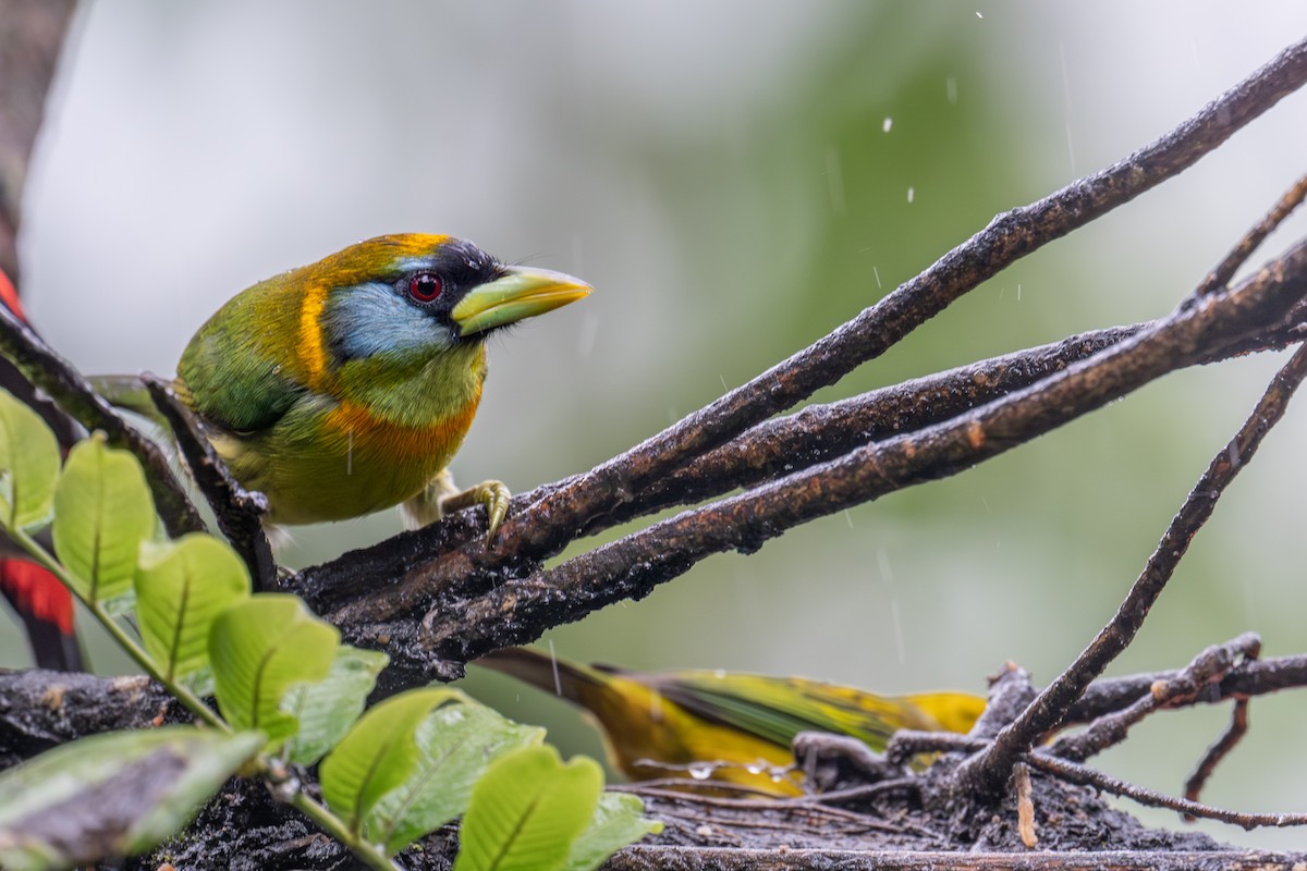 Red-headed Barbet - ML646980400