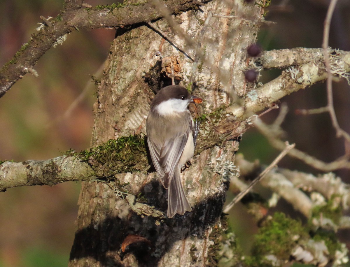 カスピアコガラ - ML646980415