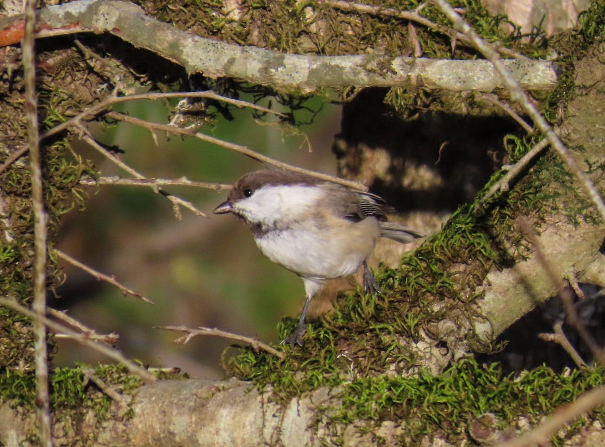 カスピアコガラ - ML646980416