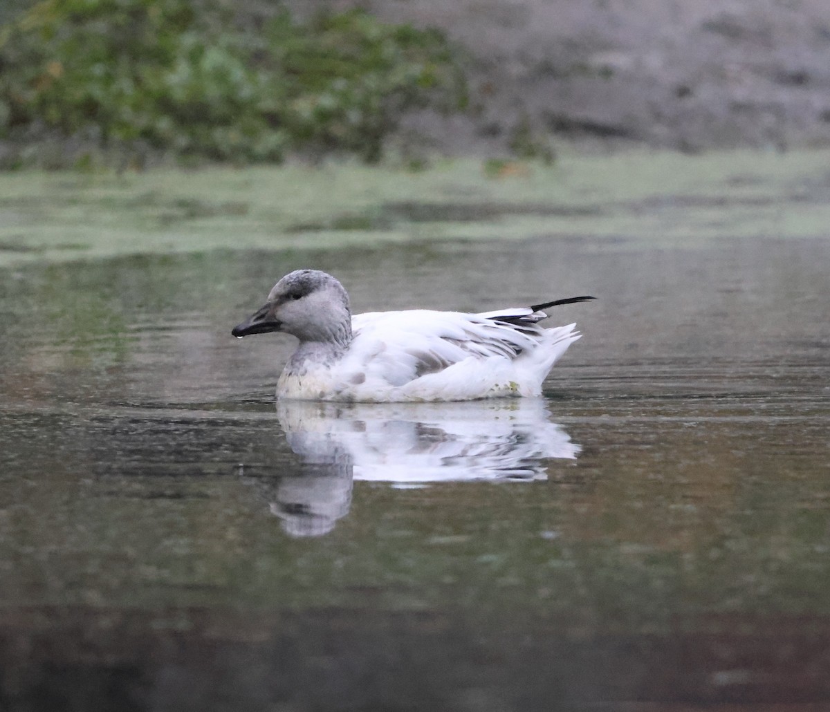 Snow Goose - ML646980417