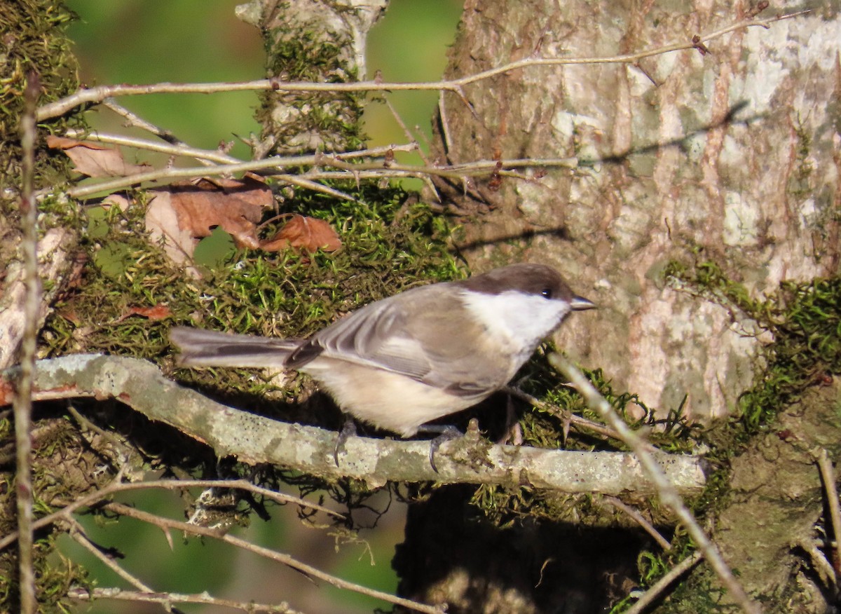 カスピアコガラ - ML646980418