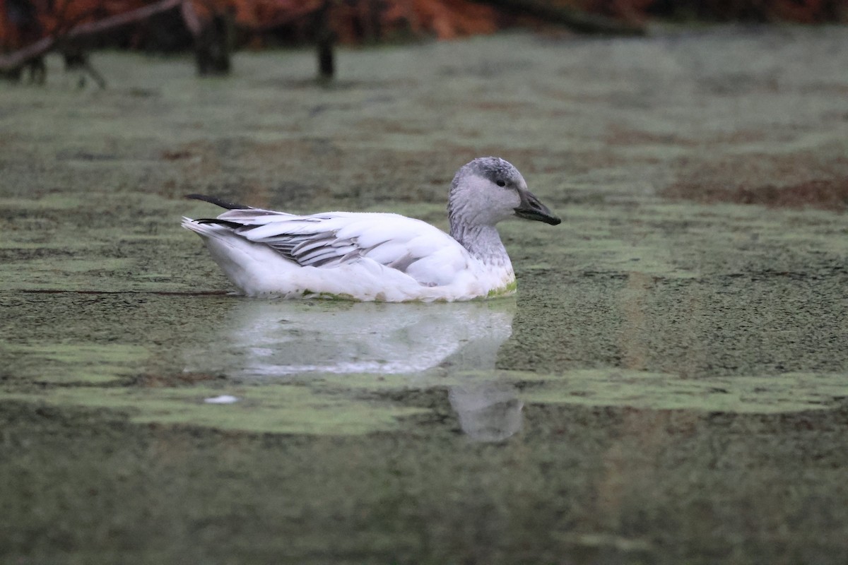 Snow Goose - ML646980419
