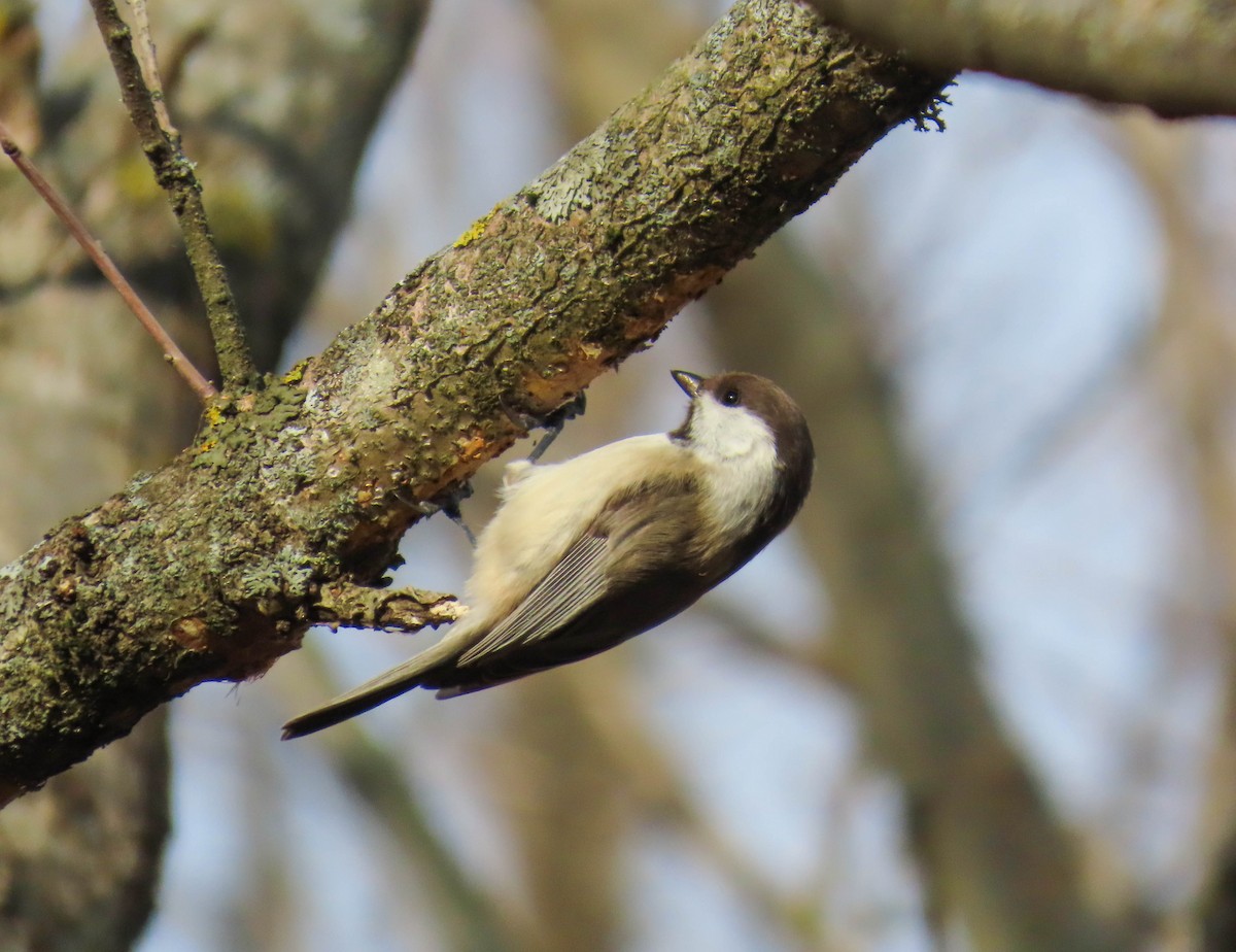 カスピアコガラ - ML646980420