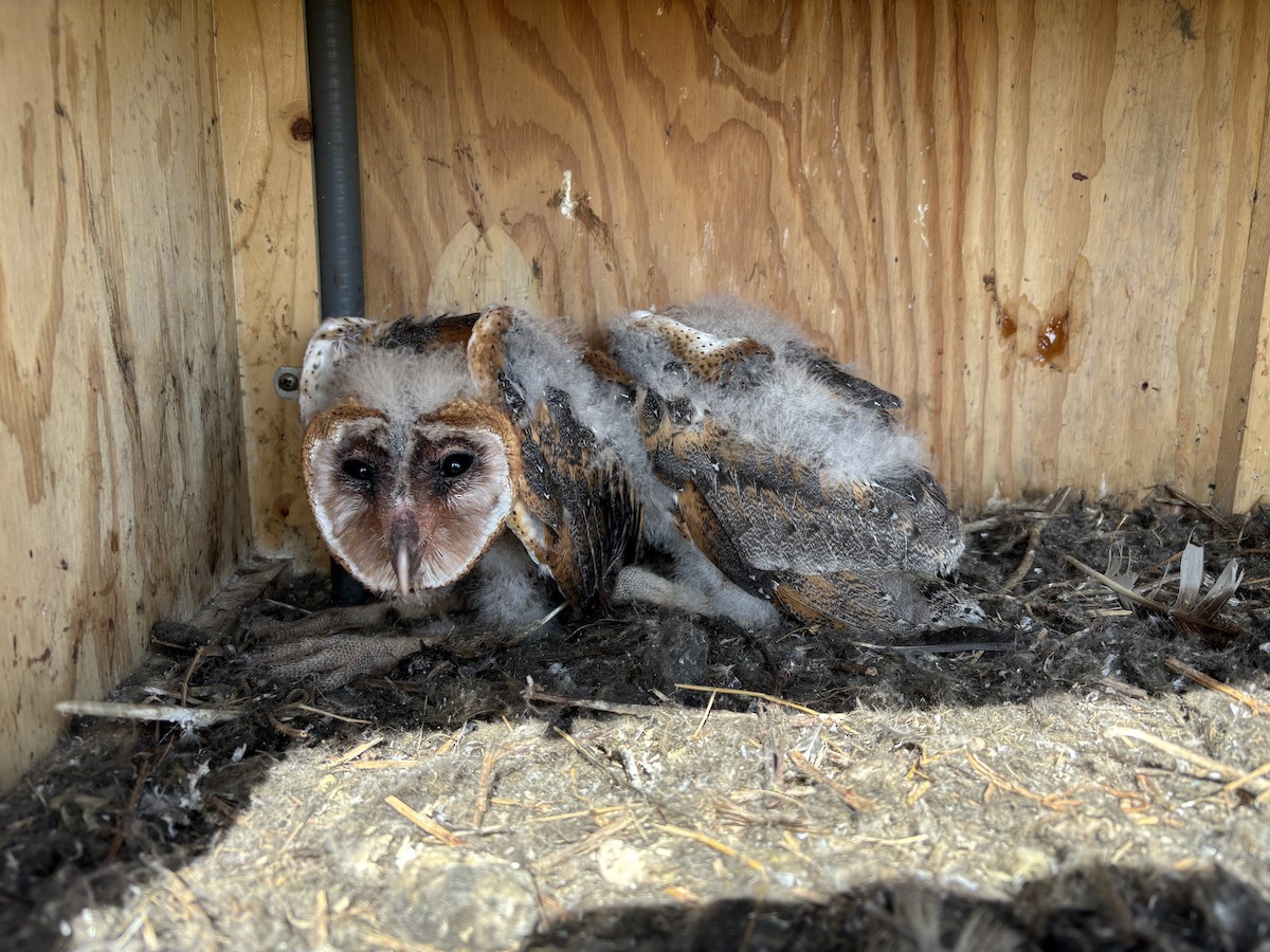 Effraie d'Amérique - ML646980441