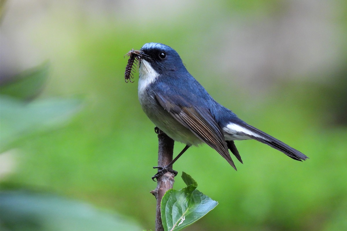 カオグロヒタキ - ML646980443