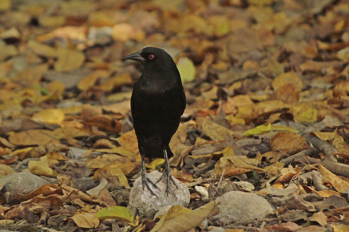 Bronzed Cowbird - ML646980451