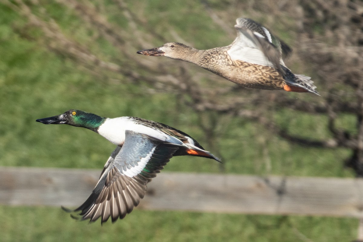 琵嘴鴨 - ML646980452