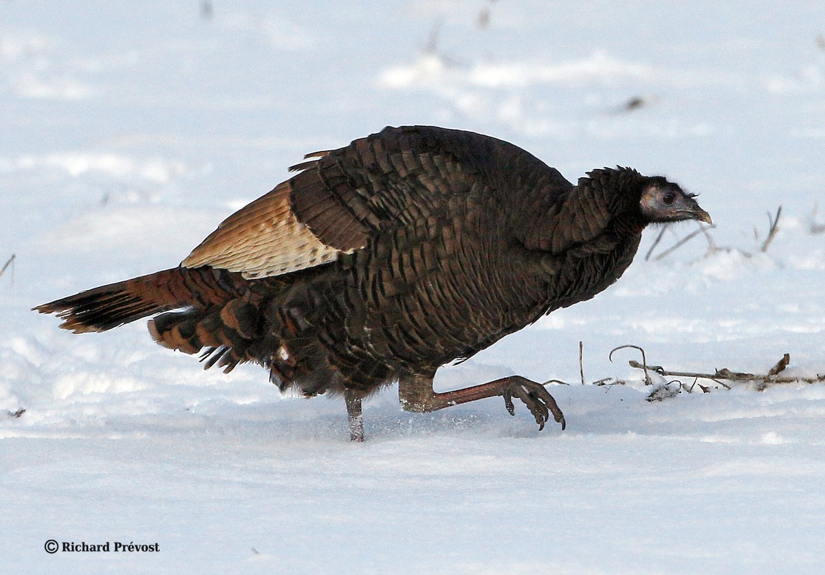 Wild Turkey - ML646980465