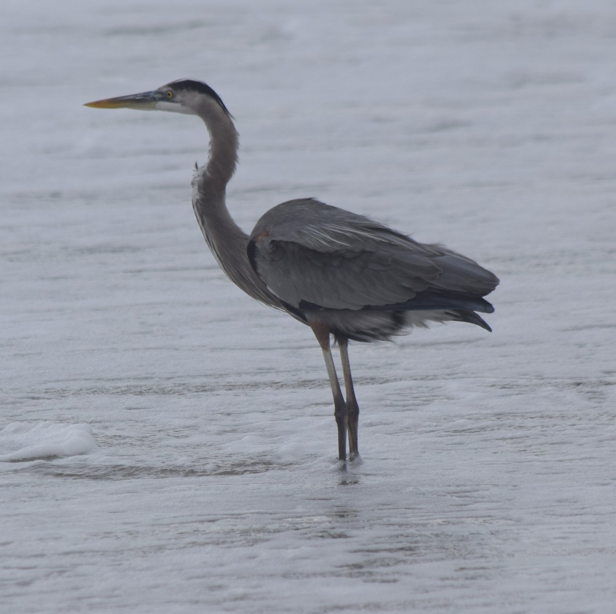 Great Blue Heron (Great Blue) - ML646980468