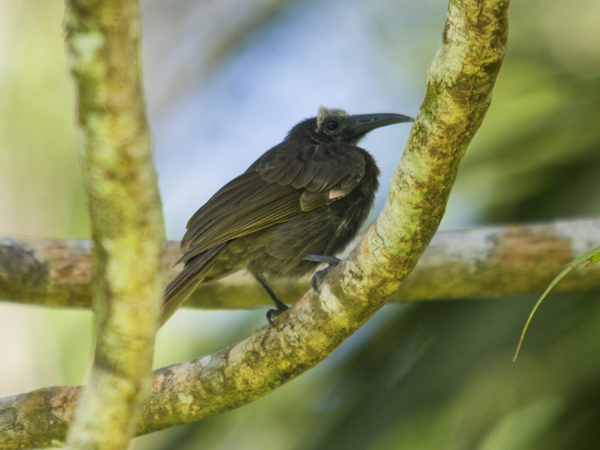White-streaked Friarbird - ML646980469