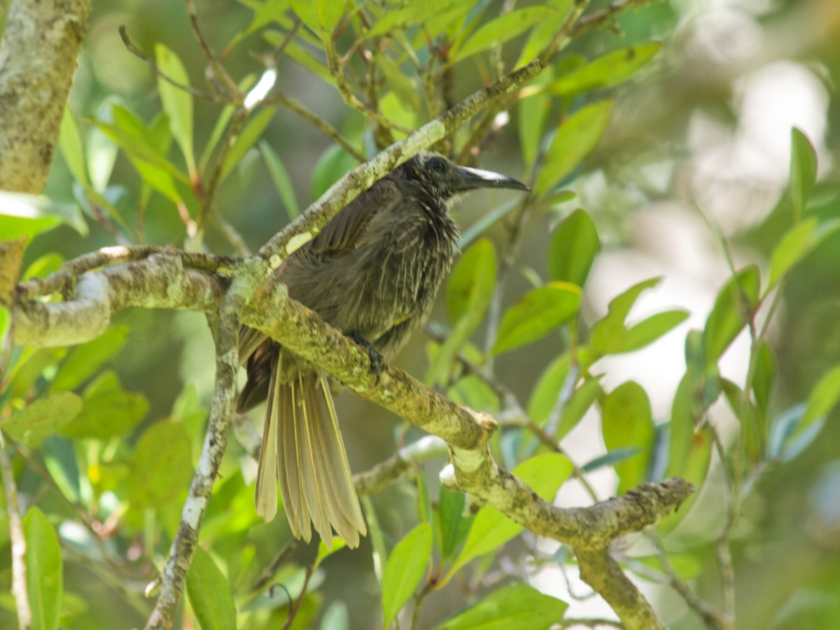 White-streaked Friarbird - ML646980471