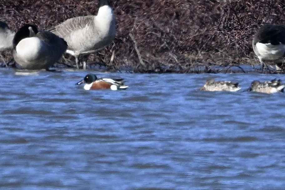 琵嘴鴨 - ML646980472