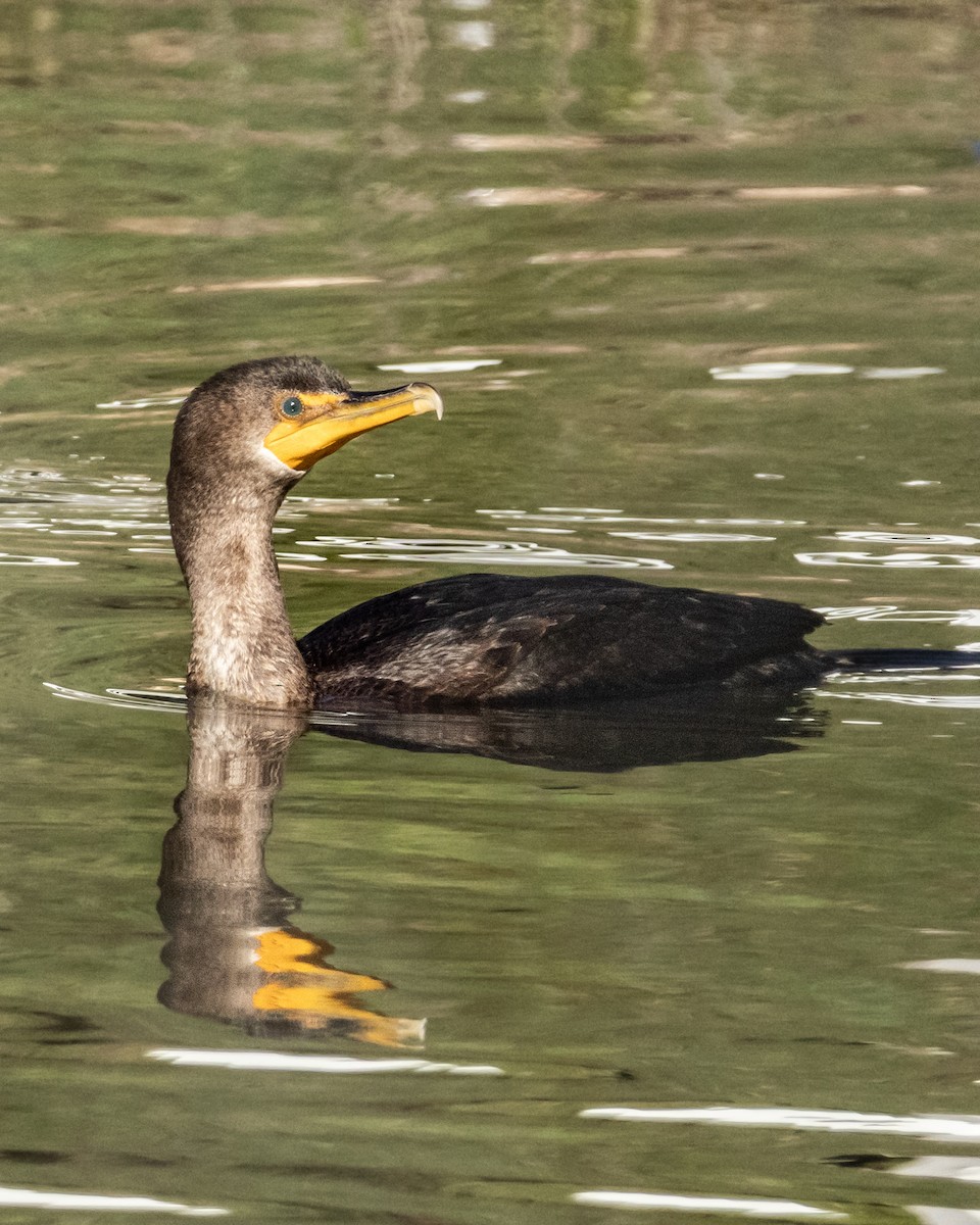 Double-crested Cormorant - ML646980476