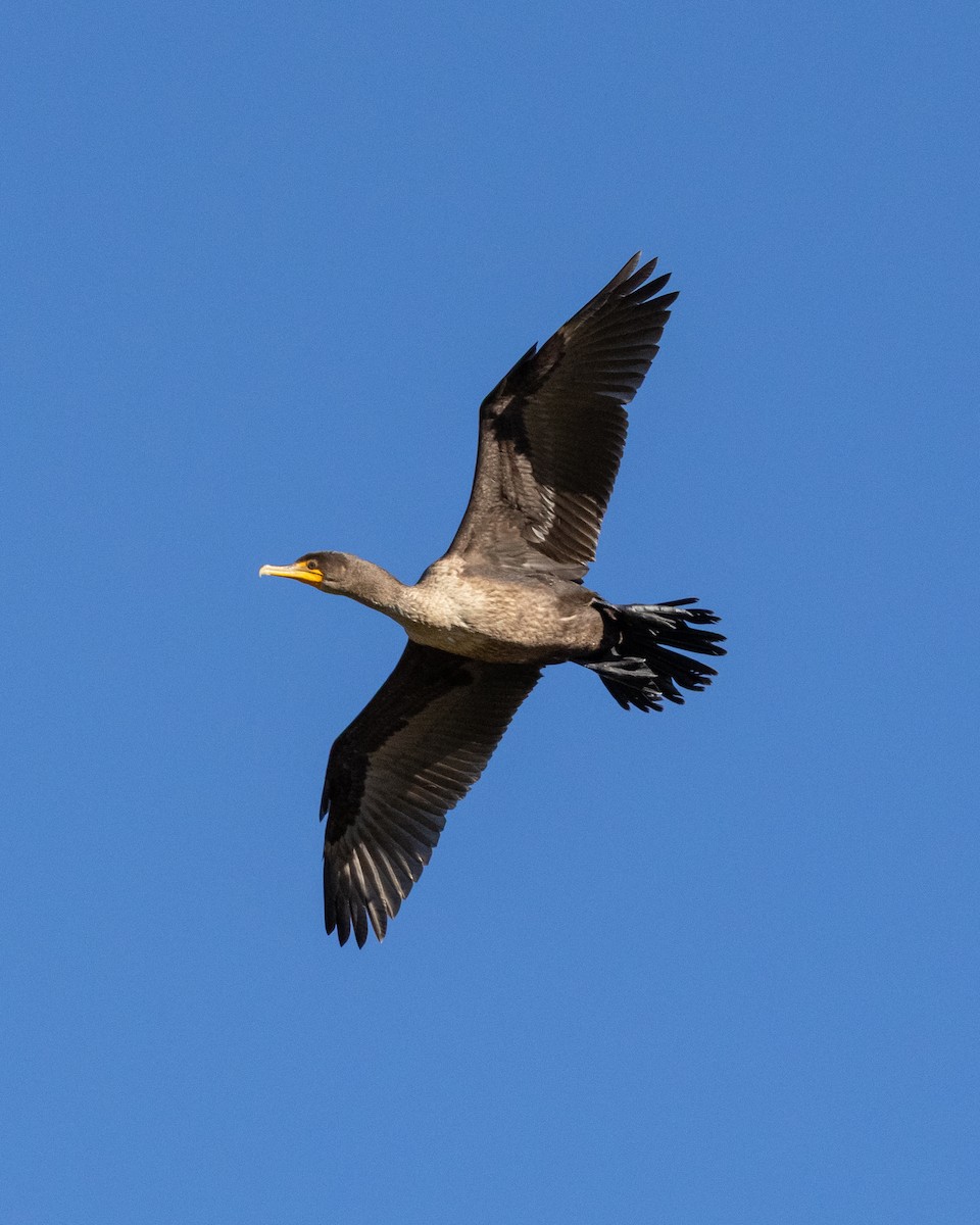 Double-crested Cormorant - ML646980477