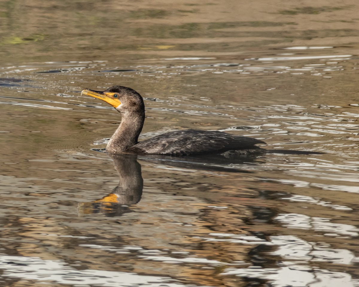 Double-crested Cormorant - ML646980478