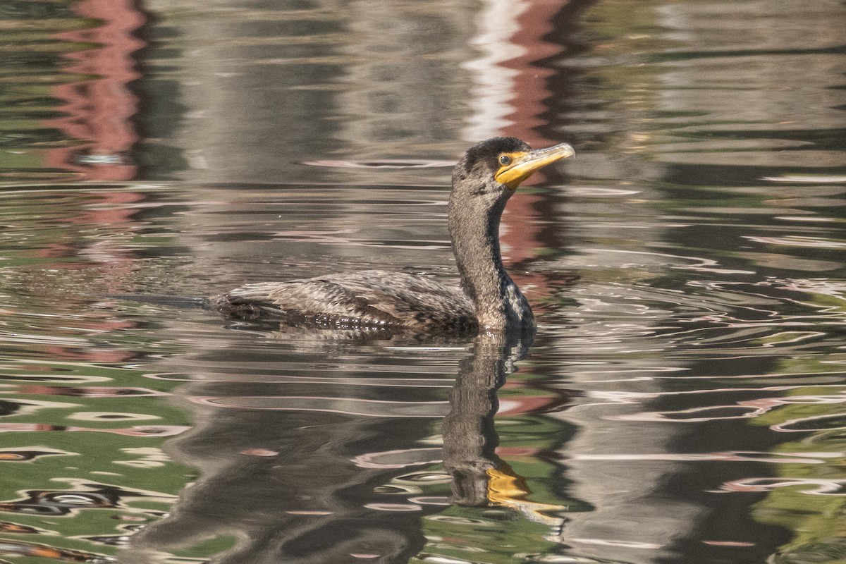 Double-crested Cormorant - ML646980479