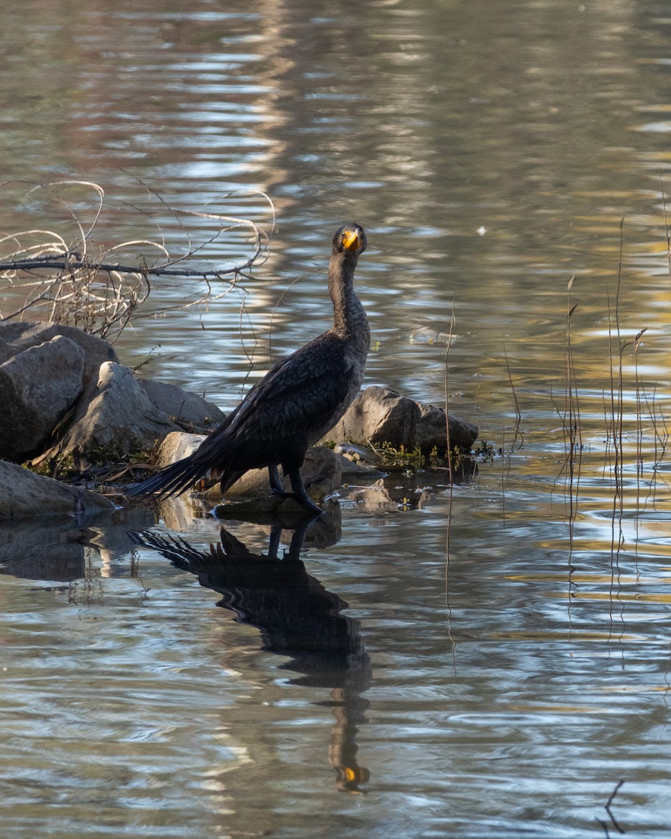 Double-crested Cormorant - ML646980480