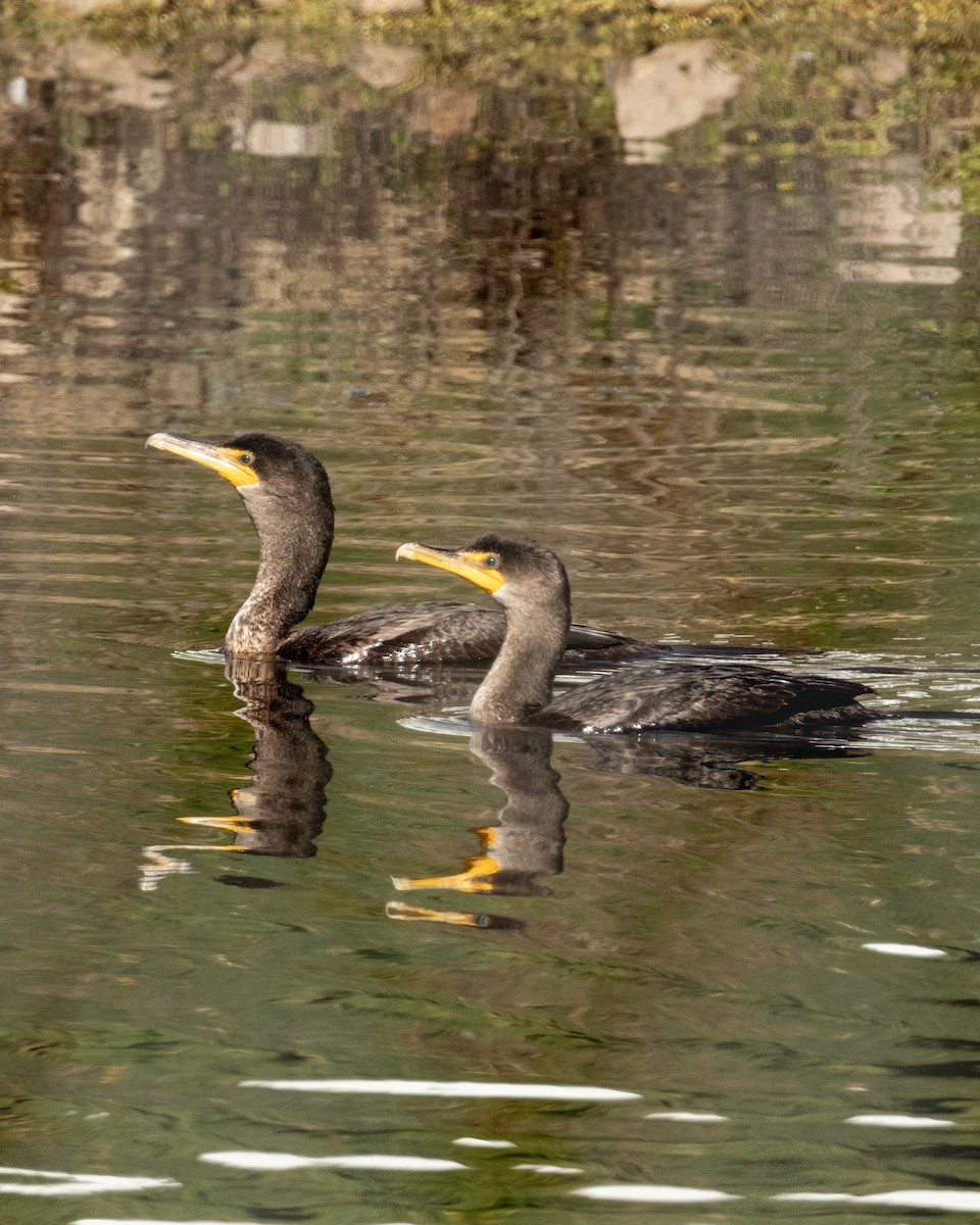 Double-crested Cormorant - ML646980481