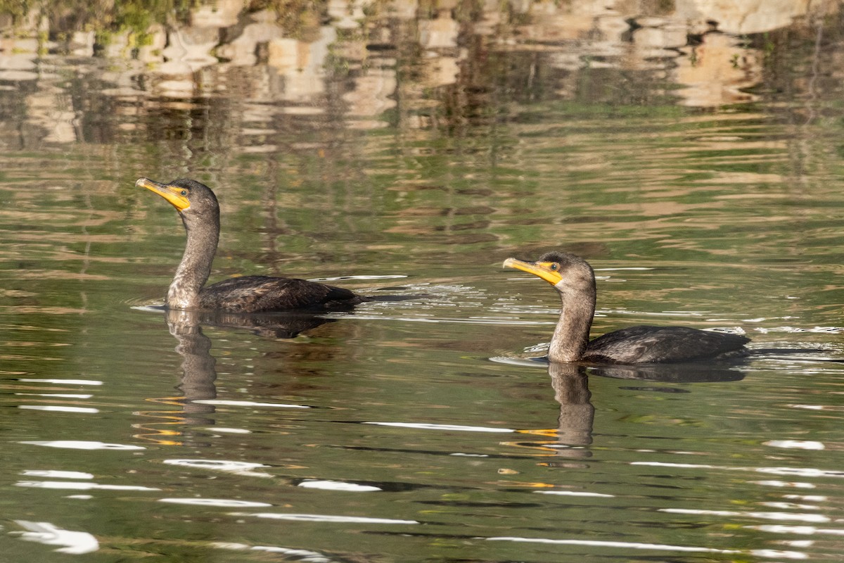 Double-crested Cormorant - ML646980482