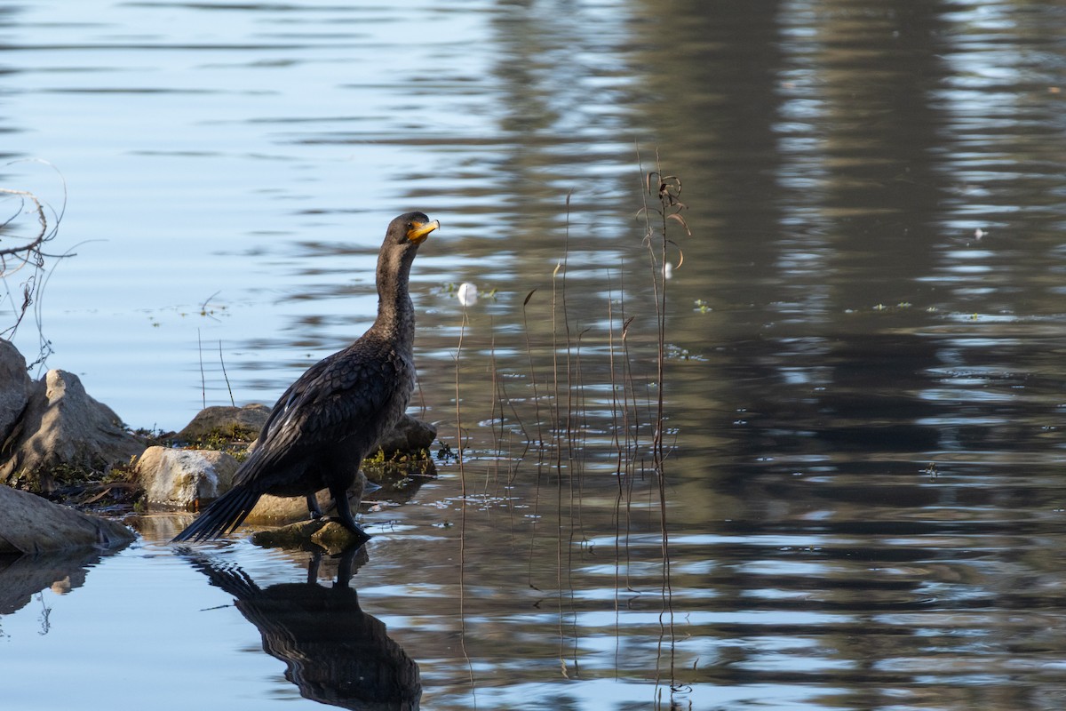 Double-crested Cormorant - ML646980483
