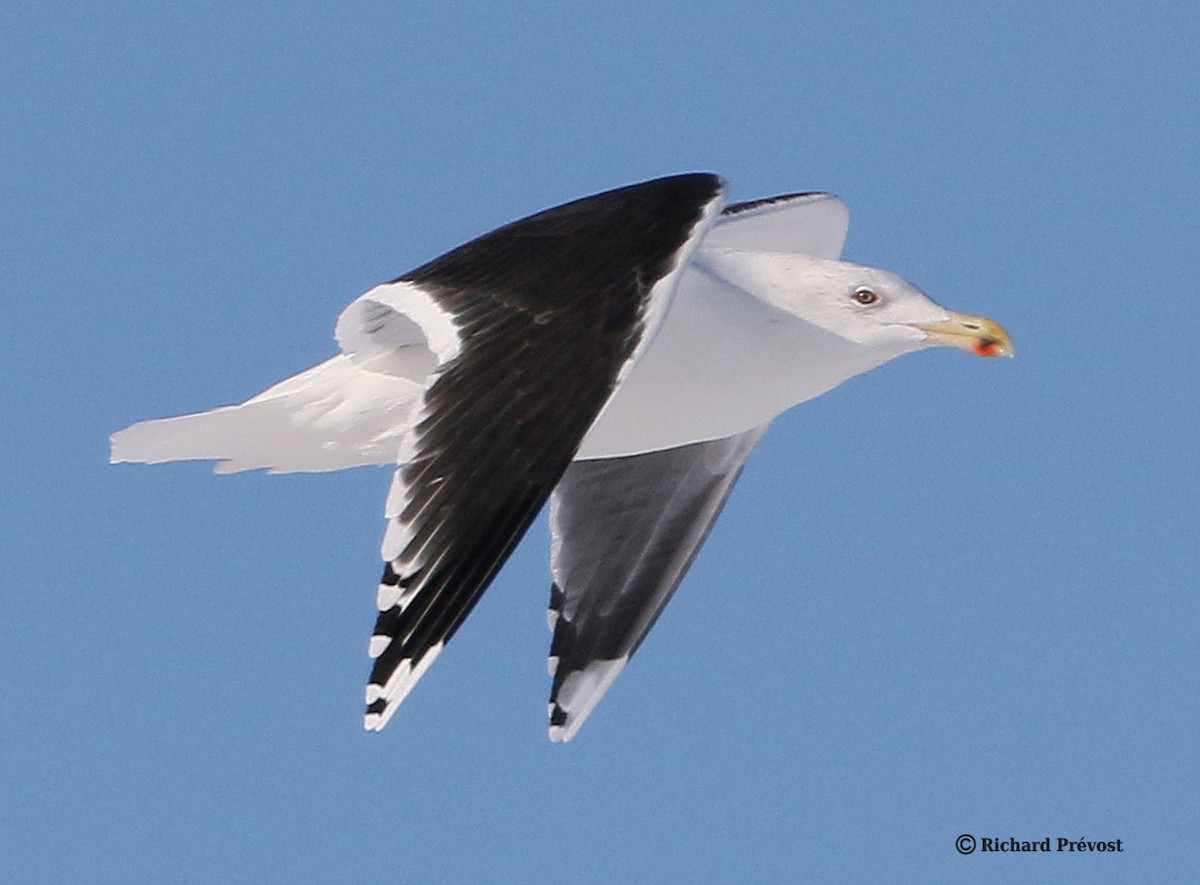 Great Black-backed Gull - ML646980500