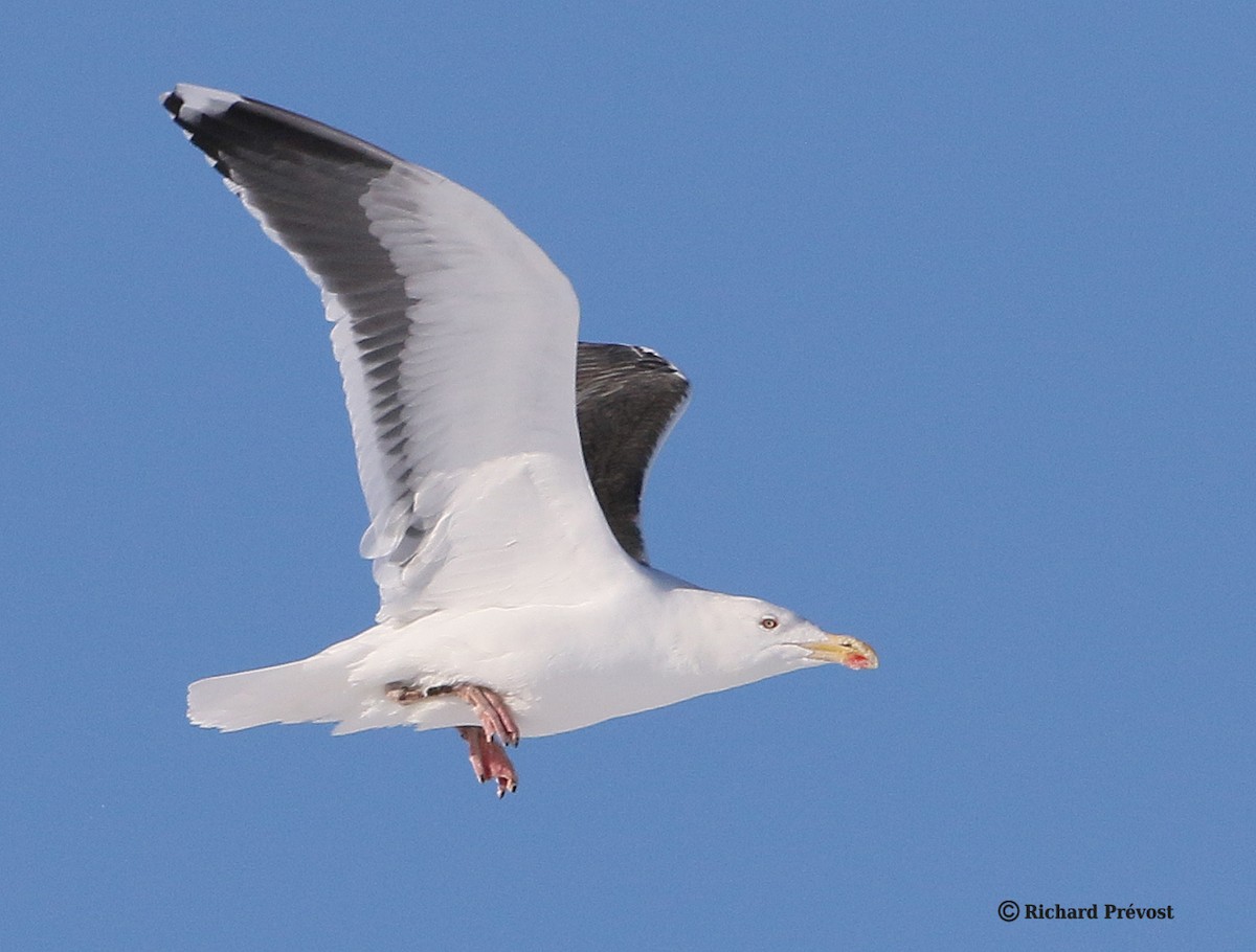 Great Black-backed Gull - ML646980501