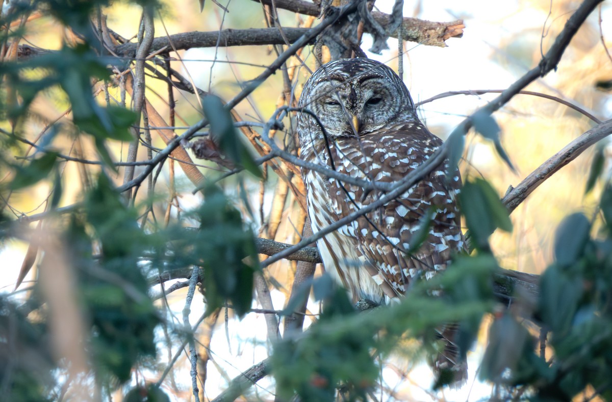 Barred Owl - ML646980503